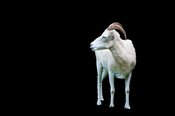 Dall Sheep (Ovis dalli) in the wild