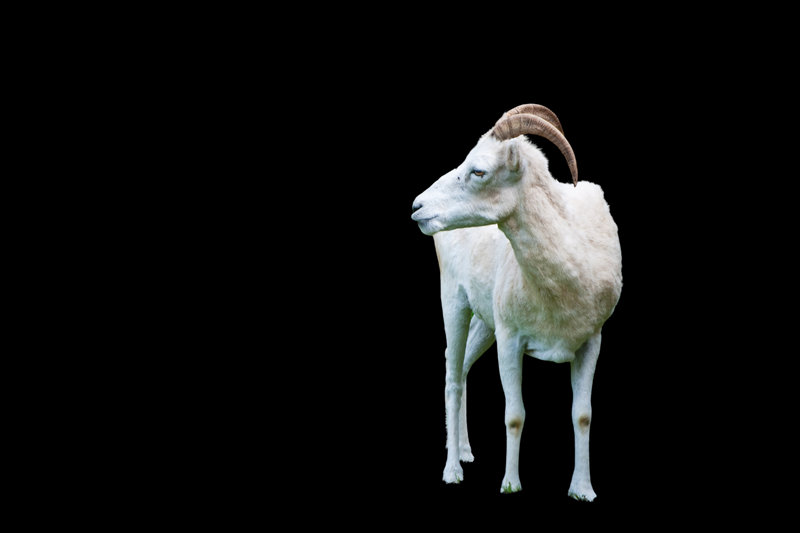 Dall Sheep (Ovis dalli) — Mountain ranges of Alaska and Yukon including the Alaska, Wrangell, and Chugach ranges; one of the few large mammals restricted to Alaska and northwestern Canada