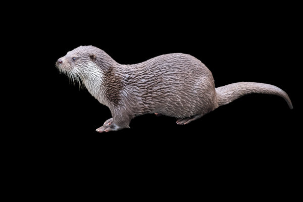 Eurasian Otter (Lutra lutra)                      in the wild