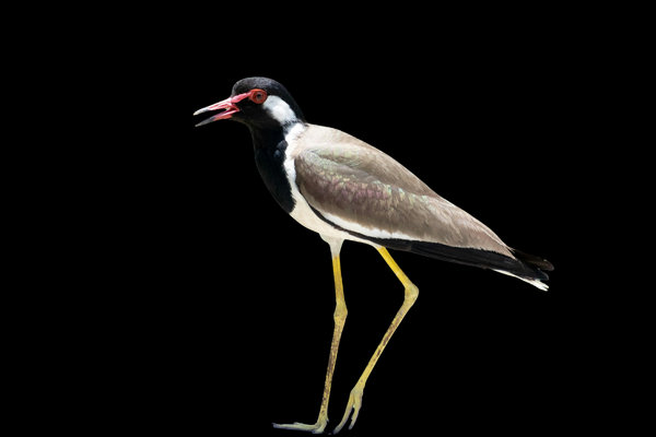 Yellow-wattled Lapwing (Vanellus malabaricus) in the wild