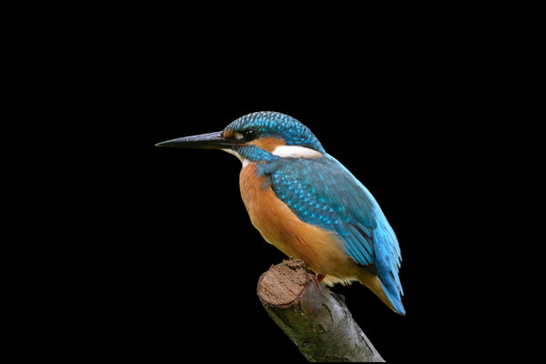 Kingfisher (Alcedo atthis) in the wild