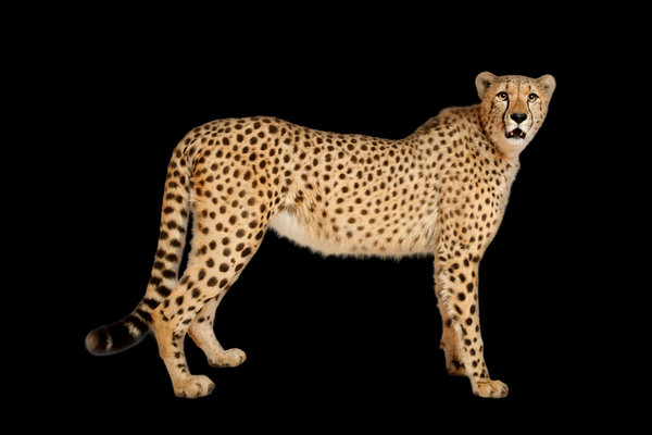 Cheetah (Acinonyx jubatus) in the wild