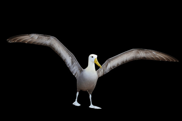 Waved Albatross (Phoebastria irrorata) in the wild