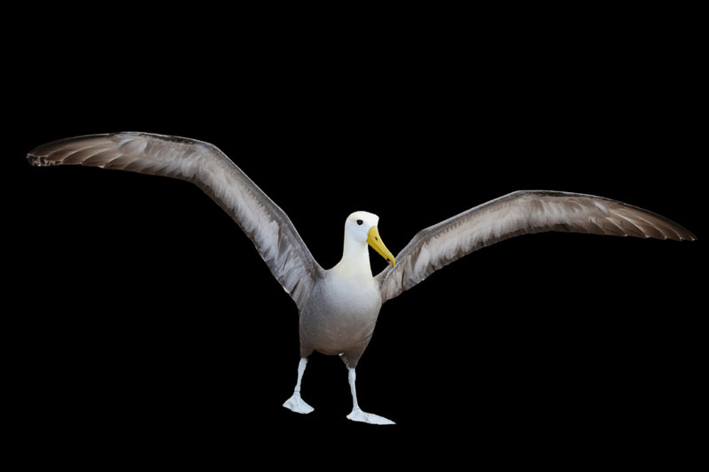 Waved Albatross (Phoebastria irrorata) — Eastern Pacific; breeds on Espanola