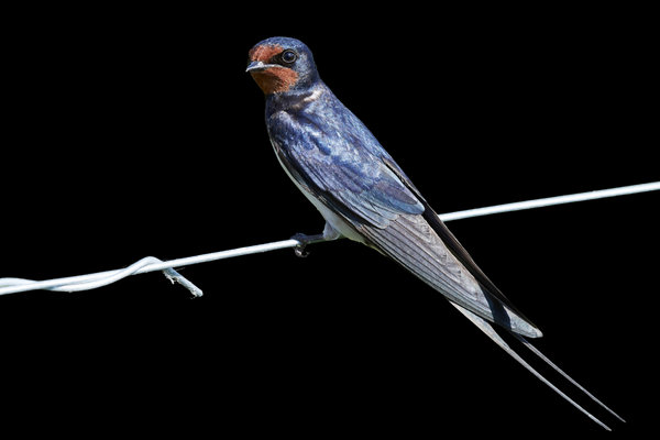 Barn Swallow (Hirundo rustica) in the wild