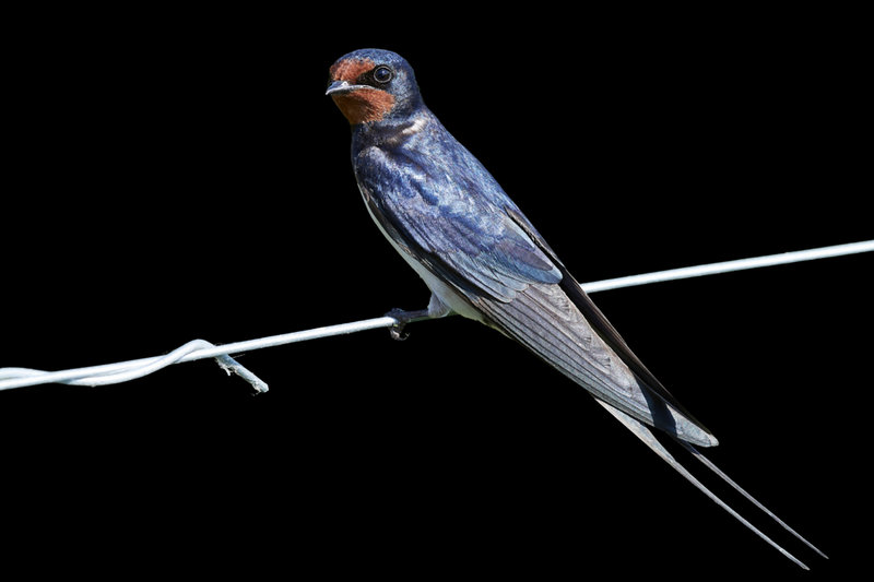 Barn Swallow (Hirundo rustica)
