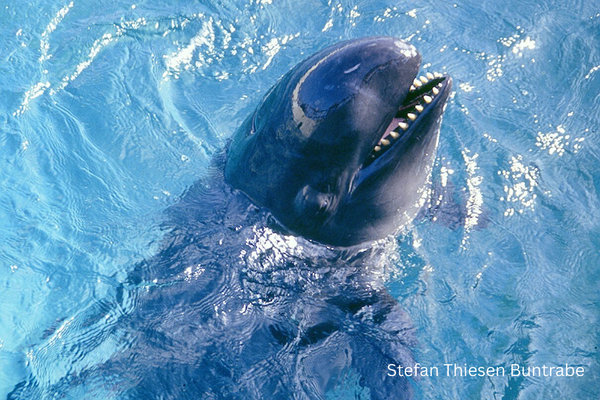 False Killer Whale (Pseudorca crassidens) in the wild