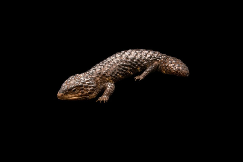 Shingleback Lizard (Tiliqua rugosa)
