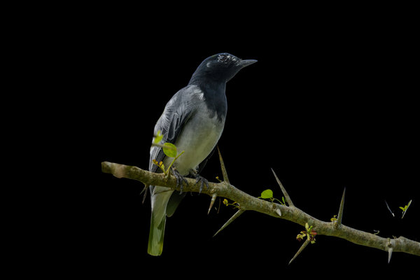 Black-headed Cuckooshrike (Lalage melanoptera) in the wild
