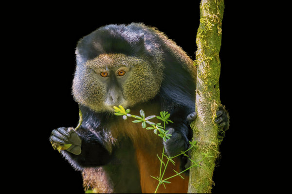 Golden Monkey (Cercopithecus kandti) in the wild