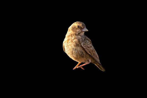Ashy-crowned Sparrow-Lark (Eremopterix griseus) in the wild