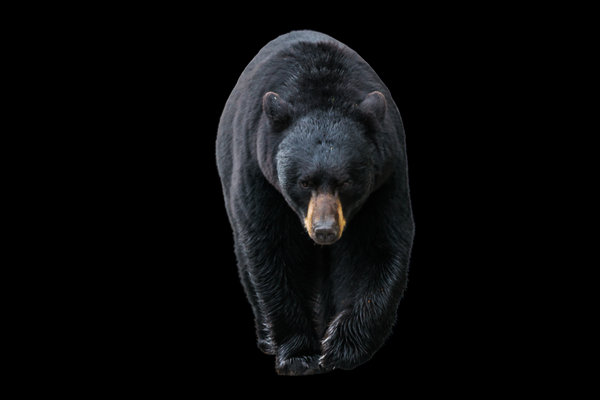 American Black Bear (Ursus americanus) in the wild