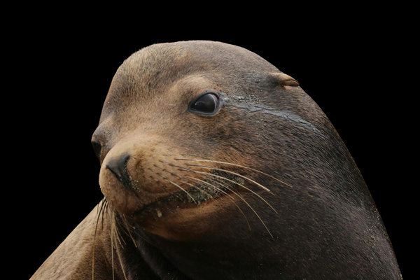 California Sea Lion (Zalophus californianus) in the wild
