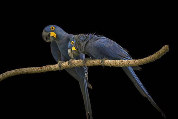 Hyacinth Macaw (Anodorhynchus hyacinthinus) in the wild