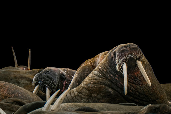 Walrus (Odobenus rosmarus) in the wild