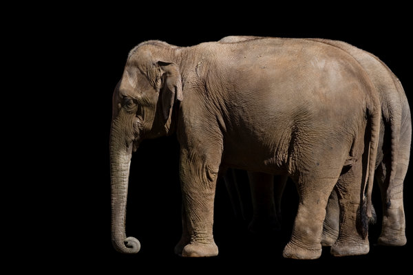 Asian Elephant (Elephas maximus) in the wild