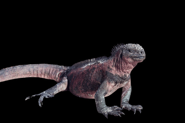 Marine Iguana (Amblyrhynchus cristatus) in the wild