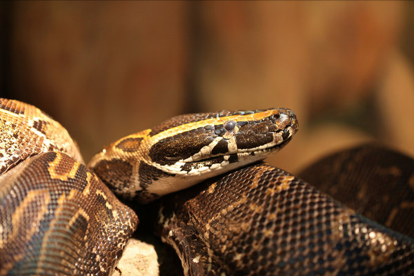 African Rock Python (Python sebae) in the wild