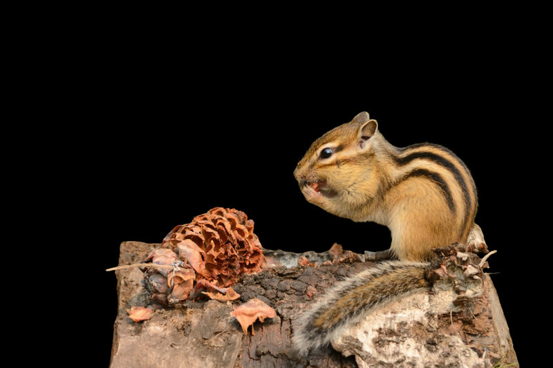 Siberian Chipmunk (Tamias sibiricus)
