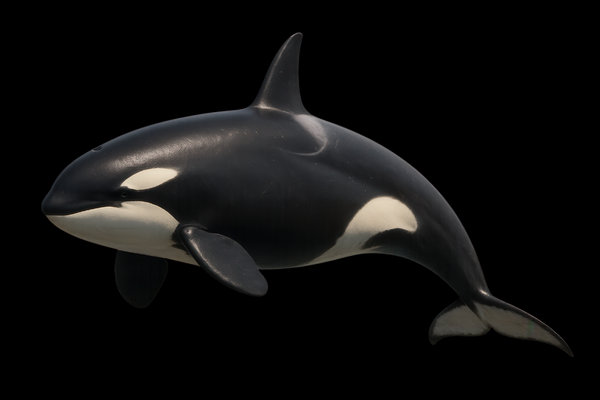 Killer Whale (Orcinus orca) in the wild