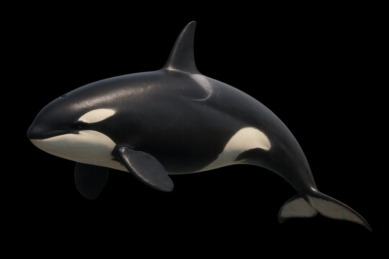 Killer Whale (Orcinus orca) — Worldwide