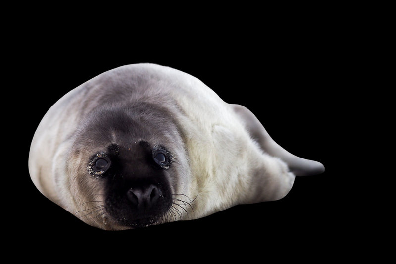 Grey Seal (Halichoerus grypus)