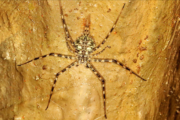 Two-Tailed Spider (Hersilia savignyi) in the wild