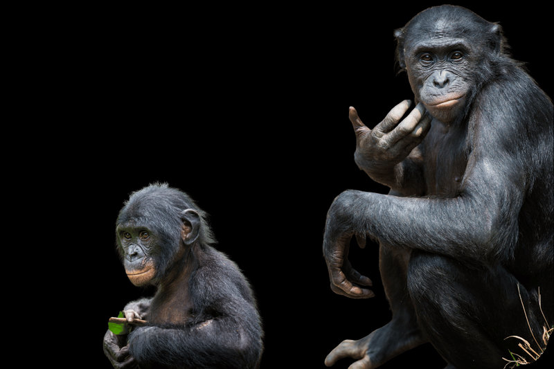 Bonobo (Pan paniscus)