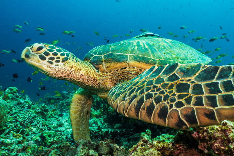 Green Sea Turtle (Chelonia mydas)