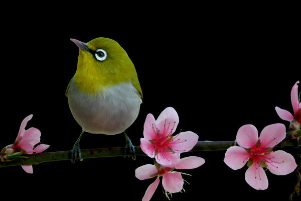 Indian White-eye (Zosterops palpebrosus) in the wild