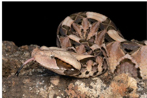Gaboon Viper (Bitis gabonica) in the wild