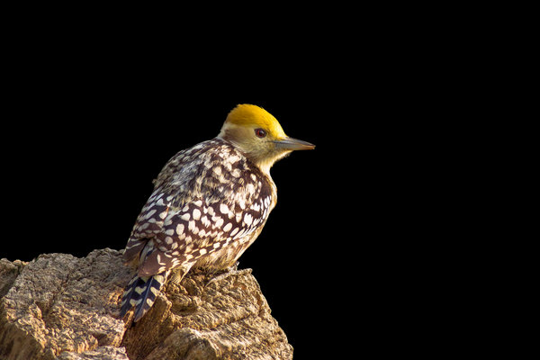 Yellow-crowned Woodpecker (Leiopicus mahrattensis) in the wild