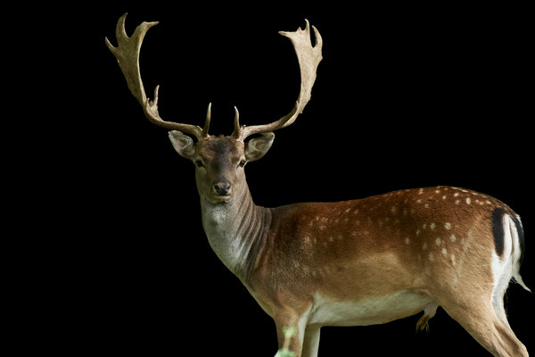 Fallow Deer (Dama dama) in the wild