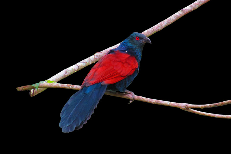 Greater Coucal (Centropus sinensis)
