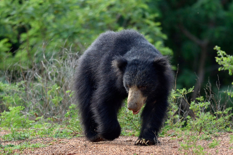 Sloth Bear (Melursus ursinus) — Widespread across India, from Gujarat to Assam, south to Karnataka