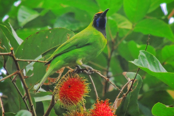 Golden-fronted Leafbird (Chloropsis aurifrons) in the wild