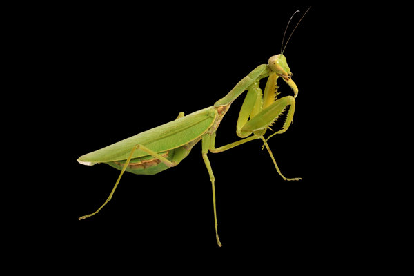 Praying Mantis (Miomantis spp. / others) in the wild
