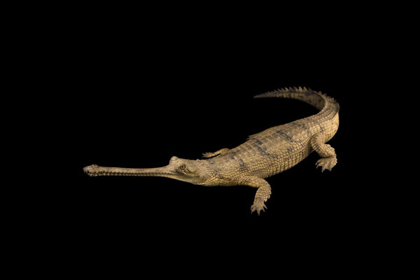 Gharial (Gavialis gangeticus) in the wild