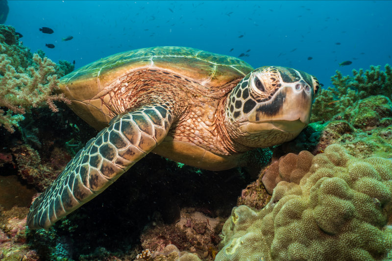 Green Turtle (Chelonia mydas) — Indonesian seas