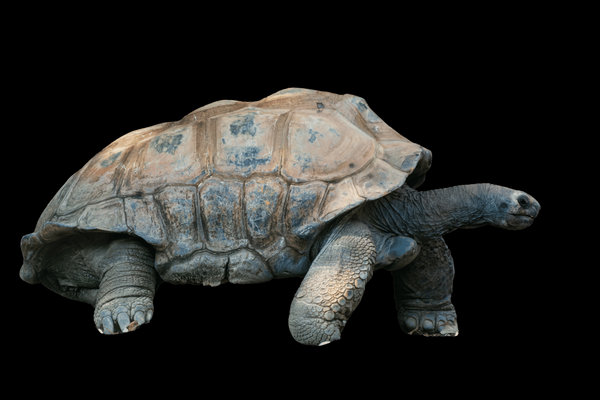 Galápagos Giant Tortoise (Chelonoidis niger) in the wild