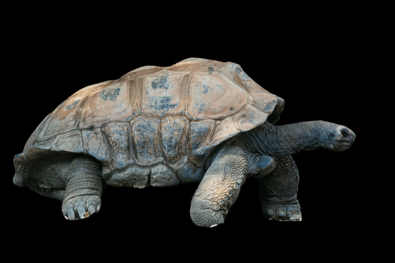 Galápagos Giant Tortoise (Chelonoidis niger)