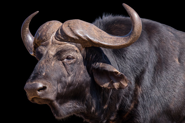 Cape Buffalo (Syncerus caffer) in the wild