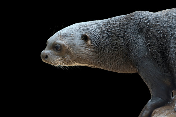 Giant Otter (Pteronura brasiliensis) in the wild