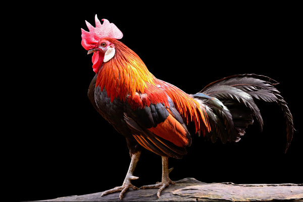 Red Junglefowl (Gallus gallus) in the wild