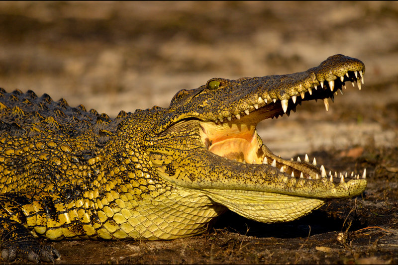Nile Crocodile (Crocodylus niloticus)