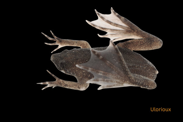 Surinam Toad (Pipa pipa) in the wild