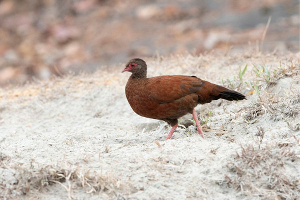 Red Spurfowl (Galloperdix spadicea) in the wild