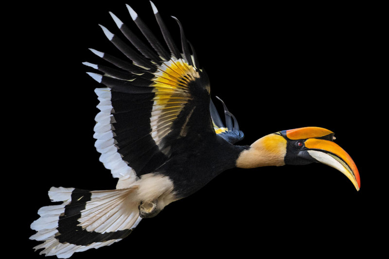 Great Indian Hornbill (Buceros bicornis) — Western Ghats, Northeast India