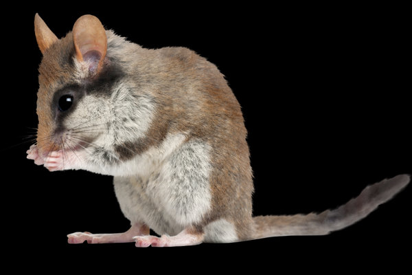 Garden Dormouse (Eliomys quercinus) in the wild