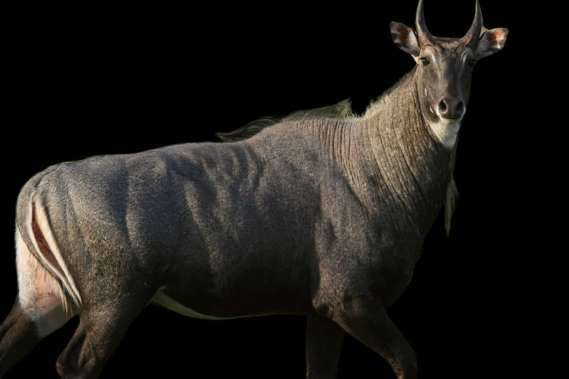 Nilgai (Boselaphus tragocamelus) — Northern plains, from Punjab to Bihar, south to Karnataka